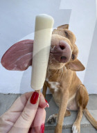 Hot Dog cools off with an ice lolly 