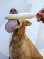 Hot Dog cools off with an ice lolly 