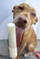 Hot Dog cools off with an ice lolly 