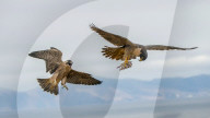 FEATURE - Da fliegen die Federn: Ein Wanderfalke versucht seinen Nachwuchs im Flug zu füttern