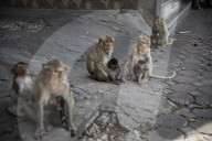 With the tourists gone, what now for Lopburi's famous monkeys?