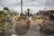 With the tourists gone, what now for Lopburi's famous monkeys?