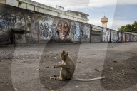 With the tourists gone, what now for Lopburi's famous monkeys?