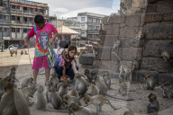 With the tourists gone, what now for Lopburi's famous monkeys?