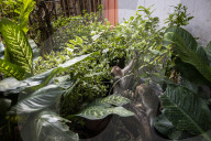 With the tourists gone, what now for Lopburi's famous monkeys?