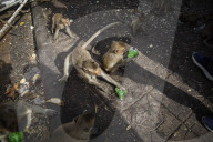 With the tourists gone, what now for Lopburi's famous monkeys?