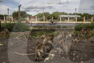 With the tourists gone, what now for Lopburi's famous monkeys?