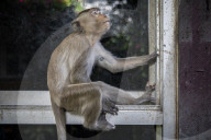 With the tourists gone, what now for Lopburi's famous monkeys?