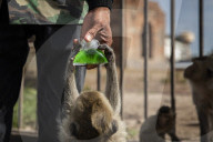 With the tourists gone, what now for Lopburi's famous monkeys?