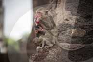 With the tourists gone, what now for Lopburi's famous monkeys?