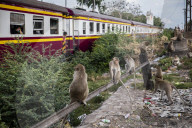 With the tourists gone, what now for Lopburi's famous monkeys?