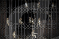 With the tourists gone, what now for Lopburi's famous monkeys?