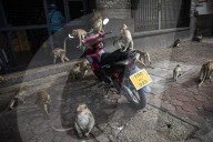 With the tourists gone, what now for Lopburi's famous monkeys?