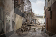 With the tourists gone, what now for Lopburi's famous monkeys?