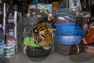 With the tourists gone, what now for Lopburi's famous monkeys?