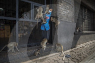 With the tourists gone, what now for Lopburi's famous monkeys?