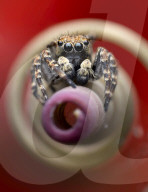 FEATURE - Eine springende Spinne könnte den Betrachter in eine hypnotische Trance versetzen