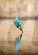 FEATURE - Ein farbenprächtiger Eisvogel spritzt aus einem Teich