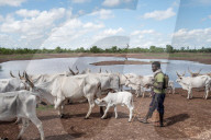 'We have travelled for a month to find grass': climate crisis piles pressure on Senegal’s herders.
