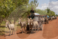 'We have travelled for a month to find grass': climate crisis piles pressure on Senegal’s herders.