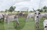 'We have travelled for a month to find grass': climate crisis piles pressure on Senegal’s herders.