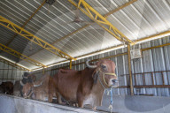 Fans, sprinklers and cold baths for cows: India's dairy farmers face searing heat
