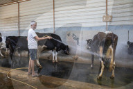Fans, sprinklers and cold baths for cows: India's dairy farmers face searing heat