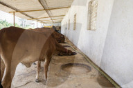 Fans, sprinklers and cold baths for cows: India's dairy farmers face searing heat