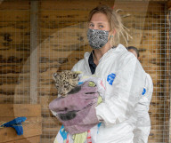 FEATURE - Schneeleopardennachwuchs im Highland Wildlife Park im schottischen Aviemore