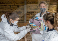 FEATURE - Schneeleopardennachwuchs im Highland Wildlife Park im schottischen Aviemore