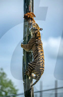 FEATURE - Hello Dash: Ein Tiger-Neuzugang im Zoo von Chester
