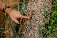 Poisoned oaks, slain sycamores: who’s behind Britain’s tree murders?