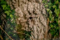 Poisoned oaks, slain sycamores: who’s behind Britain’s tree murders?