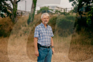 Poisoned oaks, slain sycamores: who’s behind Britain’s tree murders?