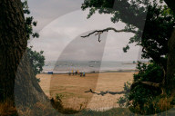 Poisoned oaks, slain sycamores: who’s behind Britain’s tree murders?