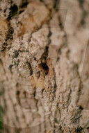 Poisoned oaks, slain sycamores: who’s behind Britain’s tree murders?