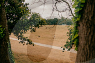 Poisoned oaks, slain sycamores: who’s behind Britain’s tree murders?