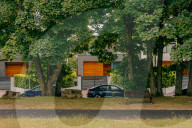 Poisoned oaks, slain sycamores: who’s behind Britain’s tree murders?