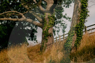 Poisoned oaks, slain sycamores: who’s behind Britain’s tree murders?