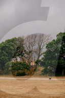 Poisoned oaks, slain sycamores: who’s behind Britain’s tree murders?