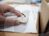 'Kingdom of the ant': northern Australia boasts more than 5,000 species