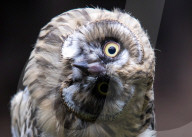 FEATURE -  Mit dem zweiten sieht man besser: Sumpfohreule Machrihanish im Scottish Owl Centre in Whitburn