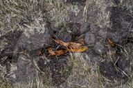 Parched: London, dried out – in pictures