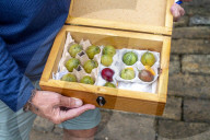 ‘They’re like our children’: gooseberry growers compete at Yorkshire show.