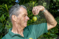 ‘They’re like our children’: gooseberry growers compete at Yorkshire show.
