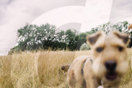 Parched: London, dried out – in pictures