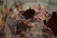 Parched: London, dried out – in pictures