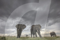 FEATURE - Elephant Walk: Tierfotograf Paul Goldstein präsentiert zum Weltelefantentag seine schönsten Bilder