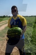 NEWS - Afrikanische Einwanderer bei der Ernte von Wassermelonen in Italien