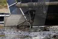 NEWS - Deutschland: Der Rhein bei Niedrigwasser